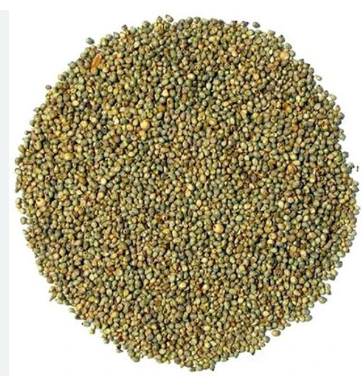 Bajara Seeds 5kg
